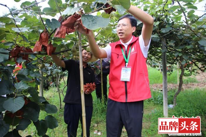 8月19日，冯立新在帮阳村高山红心猕猴桃种植基地内给村民指导果树护理技术。　蒙鸣明 摄