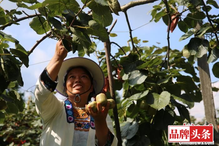 8月19日，帮阳村村民杨芙正在采收红心猕猴桃。　蒙鸣明 摄