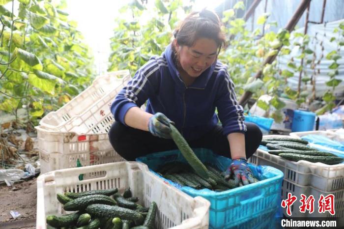 山西太谷发展蔬菜产业“菜篮子”成百姓致富“钱袋子”