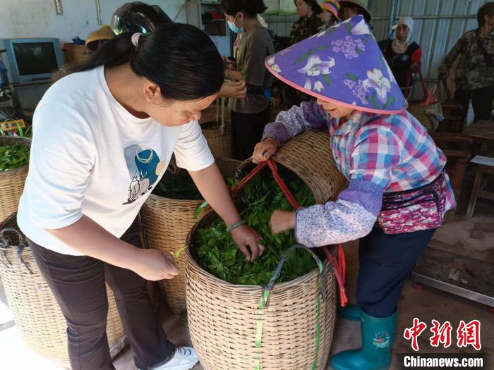 10月13日，在海南省白沙黎族自治县牙叉镇的五里路有机茶园，符小芳验收称重时挑拣出采摘不合格的茶叶。　张月和　摄