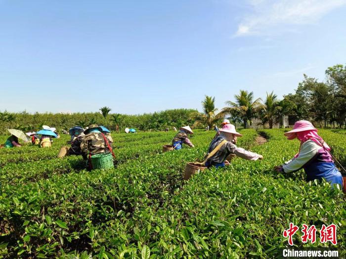 10月13日，在海南省白沙黎族自治县牙叉镇的五里路有机茶园，茶农正在采摘有机茶叶。　张月和 摄
