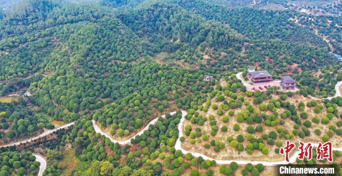 图为无人机航拍的桂林之花特色林业(核心)示范区种植基地。　杨宗盛 摄