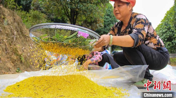图为桂林市临桂区五通镇一名农户在采集鲜桂花。　杨宗盛 摄