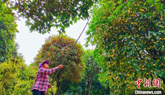 图为桂林市临桂区五通镇一名农户在“打”桂花，用以制作桂花产品。　杨宗盛 摄