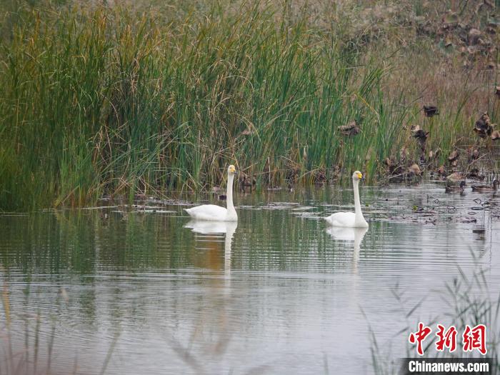 白天鹅在黄河故道湿地公园游弋。　李杰 摄