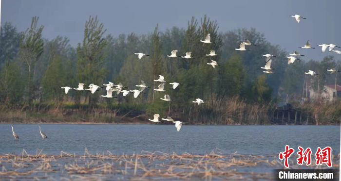 大批白天鹅“打卡”河南民权黄河故道湿地