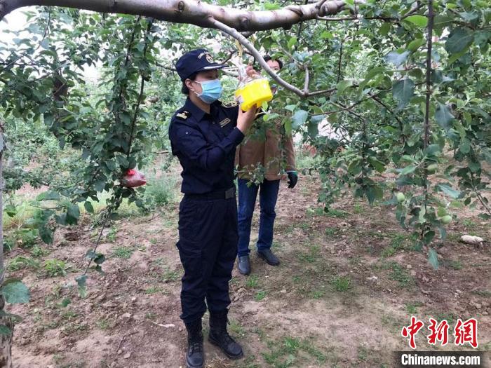 甘肃黄土高原育“出境水果园”：“小苹果”瞄海外大市场