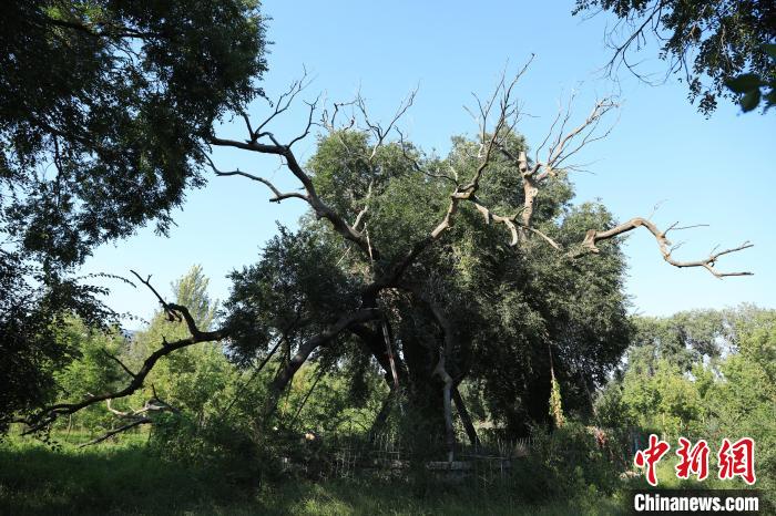 图为树龄为510年的古榆树。　兴安盟林业和草原局供图