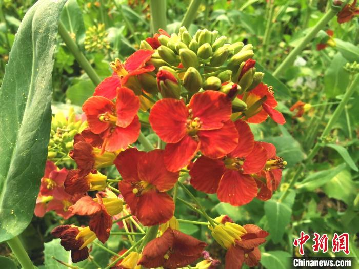 付东辉团队培养出的彩色油菜花(中国红)。　熊锦阳 摄
