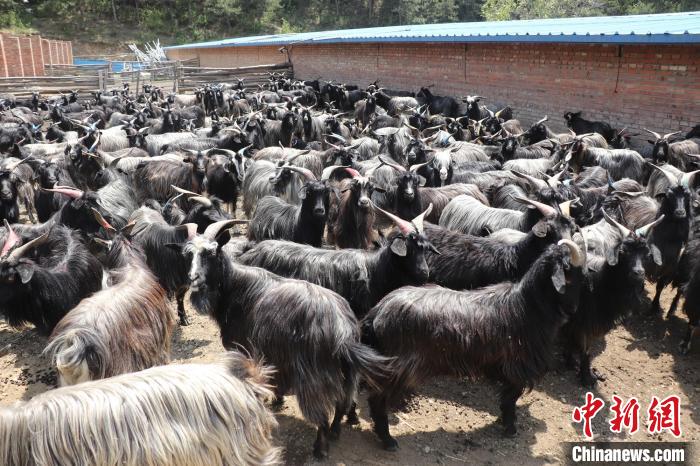 灵丘县大青背山羊成为当地的“致富羊”。　灵丘县新闻中心提供