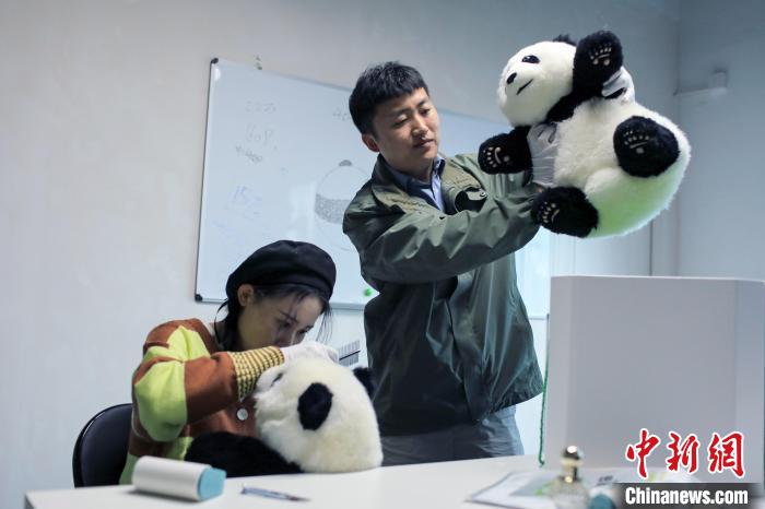 成都小伙打造大熊猫玩偶品牌，卖到50多个国家和地区。　王磊 摄