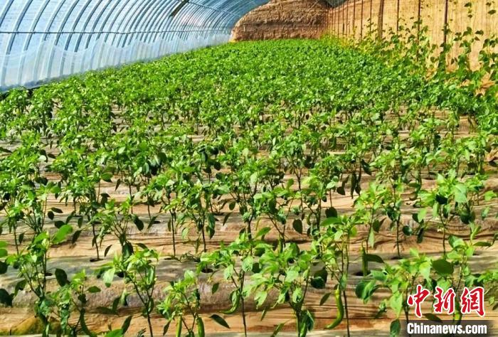 图为大棚种植蔬菜。(资料图) 会宁县融媒体中心供图
