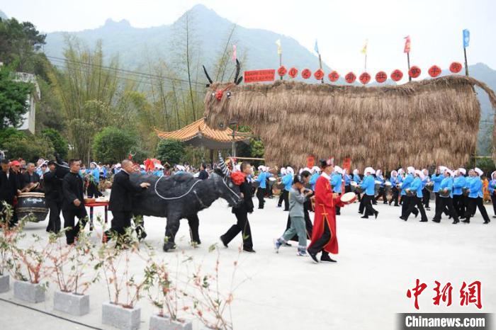 广西河池南丹办壮族敬牛节助力传统文化保护传承
